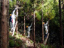 山林で枝打ち作業をしている3人の職員の写真
